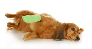 dog wound care