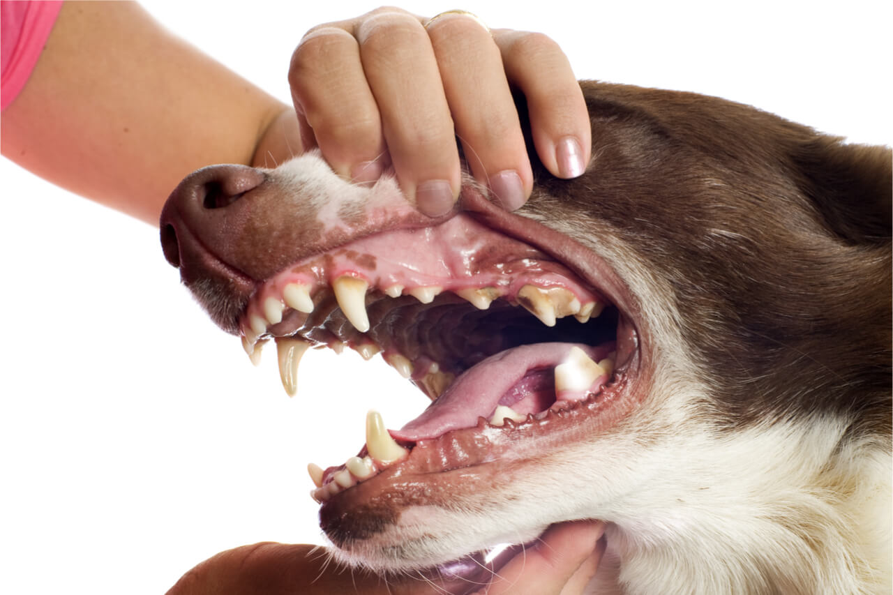 filing down canine teeth