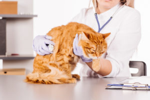 cat head twitching chronic renal failure