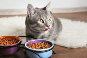 vet recommended cat food