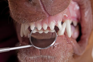 dog teeth bleeding