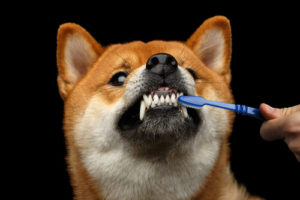 dog dental cleaning cost