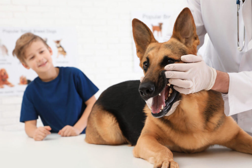 How To Brush Dog Teeth Without Getting Bitten Northgate Vet