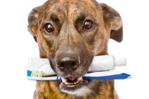dog toothbrush