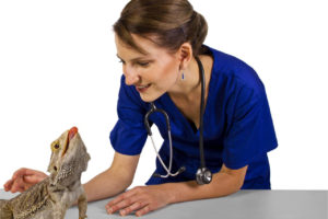 Why Do I Need A Reptile Vet Near Me