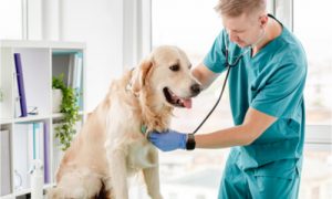 The vet checks the dog's overall health.