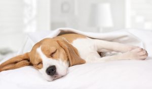 how many hours a day does a dog sleep age