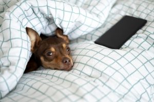 how many hours a day does a dog sleep disturbance