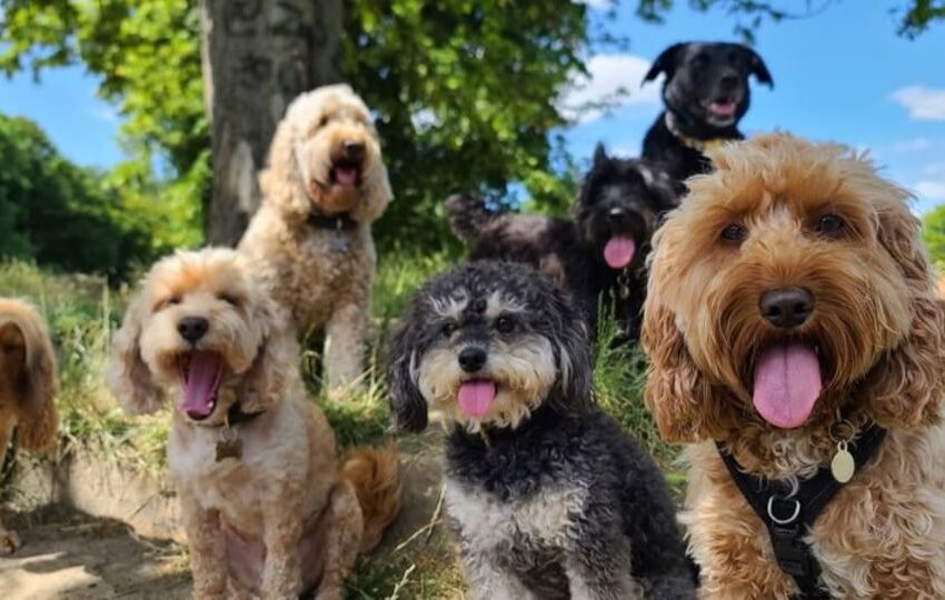 my dog has a loose tooth should i pull it out