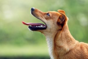 my dog has a loose tooth should i pull it out at home